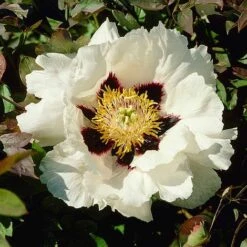 Tree Peony Rockii