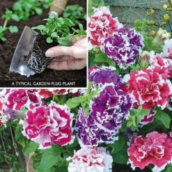 Petunia 'Orchid-Flowered Mixed' F1 Hybrid Success Kit -Plant Seed Store PETU V59905 A1