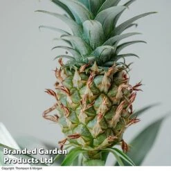 Pineapple Plant 10 Pineapple Plant -Plant Seed Store PINE PINEAPPLE KB1980 A