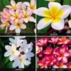 Plumeria Collection
