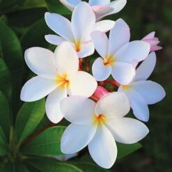 Plumeria 'White'