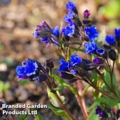 Pulmonaria 'Blue Ensign' -Plant Seed Store PULM T62252 C