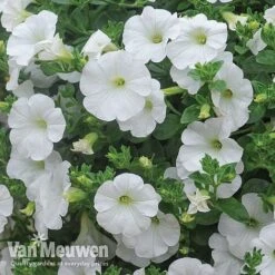 Petunia 'Surfinia' Pre-Planted Basket -Plant Seed Store Petunia Surfinia White TMHF 8