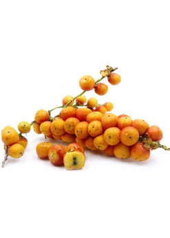 Jelly Palm (Butia Capitata) -Plant Seed Store Pindo Palm fruit white background