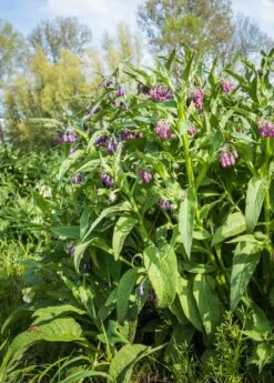 Comfrey (Symphytum Uplandicum) 7 Comfrey (Symphytum Uplandicum) -Plant Seed Store Pink And Purple Blooming Common Comfrey Plants From Close