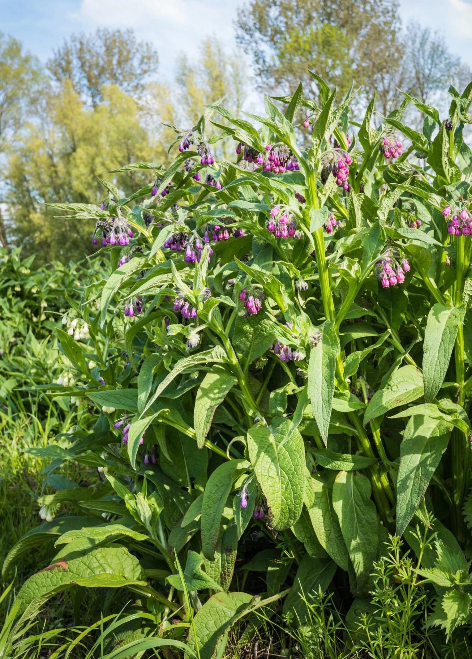 Comfrey (Symphytum Uplandicum) 4 Comfrey (Symphytum Uplandicum) - Image 4
