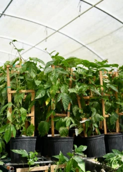 Passion Fruit Vine ‘Purple Possum’ (Passiflora Edulis) -Plant Seed Store Purplepassionfruit