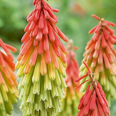 Red Hot Poker 'Traffic Lights' 1 Red Hot Poker 'Traffic Lights'