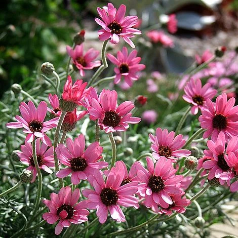 Rhodanthemum 'Pretty In Pink' 1 Rhodanthemum 'Pretty In Pink'