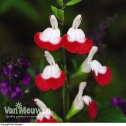 Salvia 'Hot Lips'