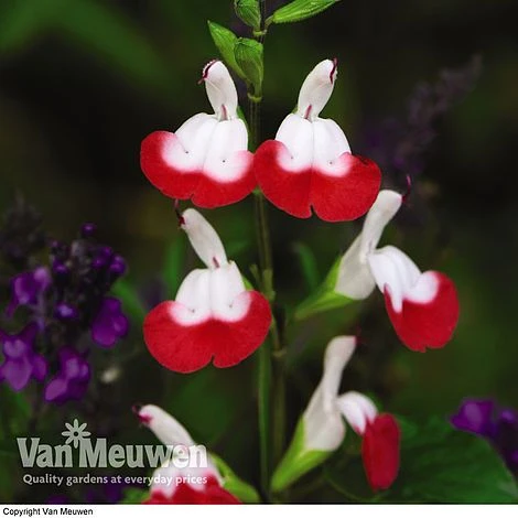 Salvia 'Hot Lips' 1 Salvia 'Hot Lips'