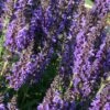 Salvia Nemorosa 'Marcus'