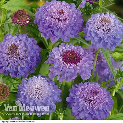 Scabious 'Blue Note' 2 Scabious 'Blue Note' - Image 2