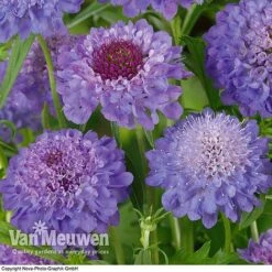 Scabious 'Blue Note' 6 Scabious 'Blue Note' -Plant Seed Store SCAB V11581 B1