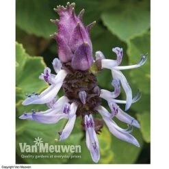 Coleus Canina 'Scaredy Cat' -Plant Seed Store SCAR VKA0115 C