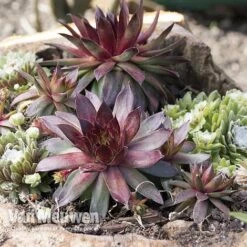 Sempervivum 'Mixed' 13 Sempervivum 'Mixed' -Plant Seed Store SEMP V65856 A