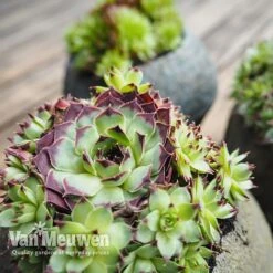 Sempervivum 'Mixed' 15 Sempervivum 'Mixed' -Plant Seed Store SEMP V65856 B