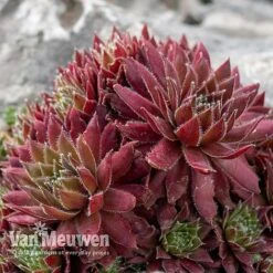 Sempervivum 'Mixed' 12 Sempervivum 'Mixed' -Plant Seed Store SEMP V65856 D