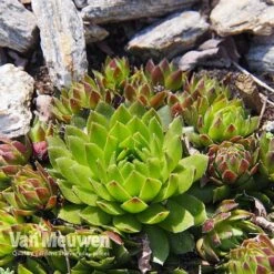 Sempervivum 'Mixed' 14 Sempervivum 'Mixed' -Plant Seed Store SEMP V65856 E