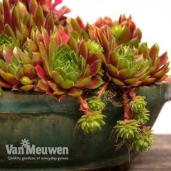 Sempervivum 'Mixed' 17 Sempervivum 'Mixed' -Plant Seed Store SEMP V65856 F