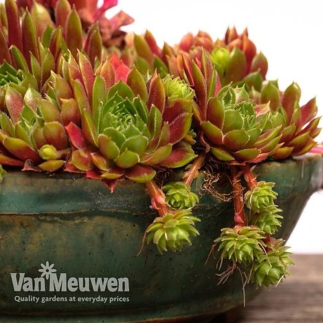 Sempervivum 'Mixed' 9 Sempervivum 'Mixed' - Image 9
