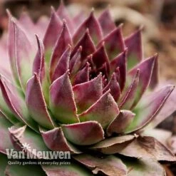 Sempervivum 'Mixed' 11 Sempervivum 'Mixed' -Plant Seed Store SEMP V65856 G