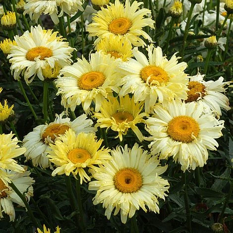 Shasta Daisy 'Goldfinch' 1 Shasta Daisy 'Goldfinch'