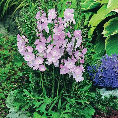 Sidalcea 'Elsie Heugh' 1 Sidalcea 'Elsie Heugh'