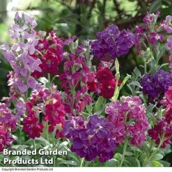 Stocks 'Most Scented Mix' 9 Stocks 'Most Scented Mix' -Plant Seed Store STOC P6106 C