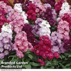 Stocks 'Most Scented Mix' 10 Stocks 'Most Scented Mix' -Plant Seed Store STOC P6106 D