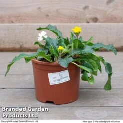 Stocks 'Most Scented Mix' 13 Stocks 'Most Scented Mix' -Plant Seed Store STOC P6106 F