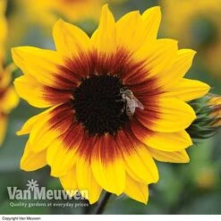 Sunflower SunBelievable™ 'Brown Eyed Girl' -Plant Seed Store SUNB VKA1036 B