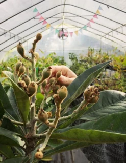 Loquat 'Christmas' (Eriobotrya Japonica) 12 Loquat 'Christmas' (Eriobotrya Japonica) -Plant Seed Store Screenshot 2020 01 14 at 7.14.26 PM