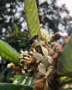 Loquat 'Christmas' (Eriobotrya Japonica) 15 Loquat 'Christmas' (Eriobotrya Japonica) -Plant Seed Store Screenshot 2020 01 14 at 7.20.43 PM