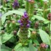 Self Heal Herb (Prunella Vulgaris)