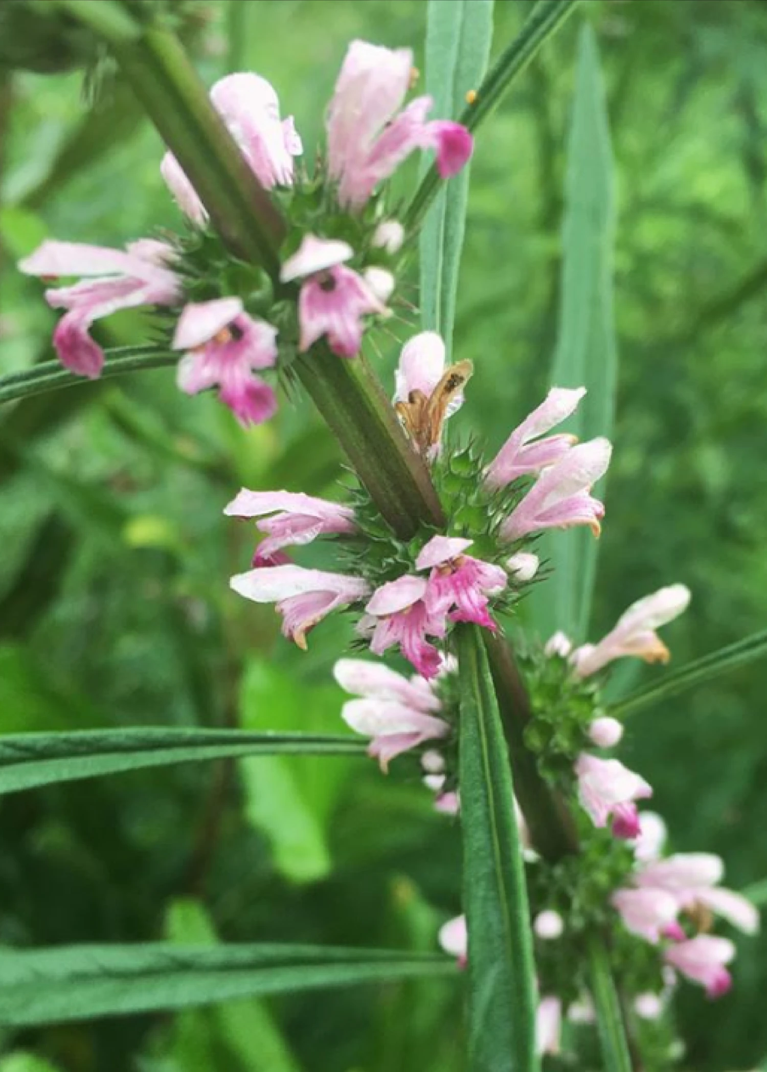 Siberian Motherwort (Leonurus Sibiricus) 2 Siberian Motherwort (Leonurus Sibiricus) - Image 2