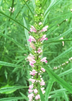Siberian Motherwort (Leonurus Sibiricus) 6 Siberian Motherwort (Leonurus Sibiricus) -Plant Seed Store Siberian Motherwort Leonurus sibiricus closeup1
