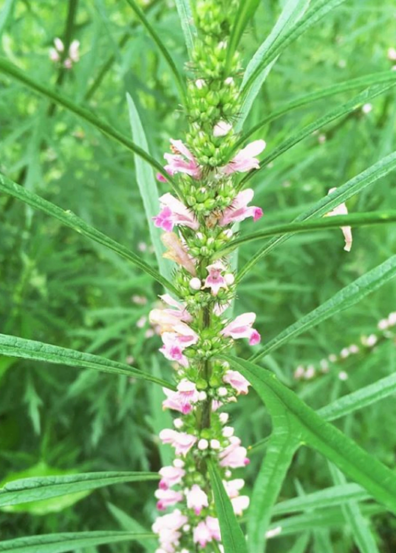 Siberian Motherwort (Leonurus Sibiricus) 3 Siberian Motherwort (Leonurus Sibiricus) - Image 3
