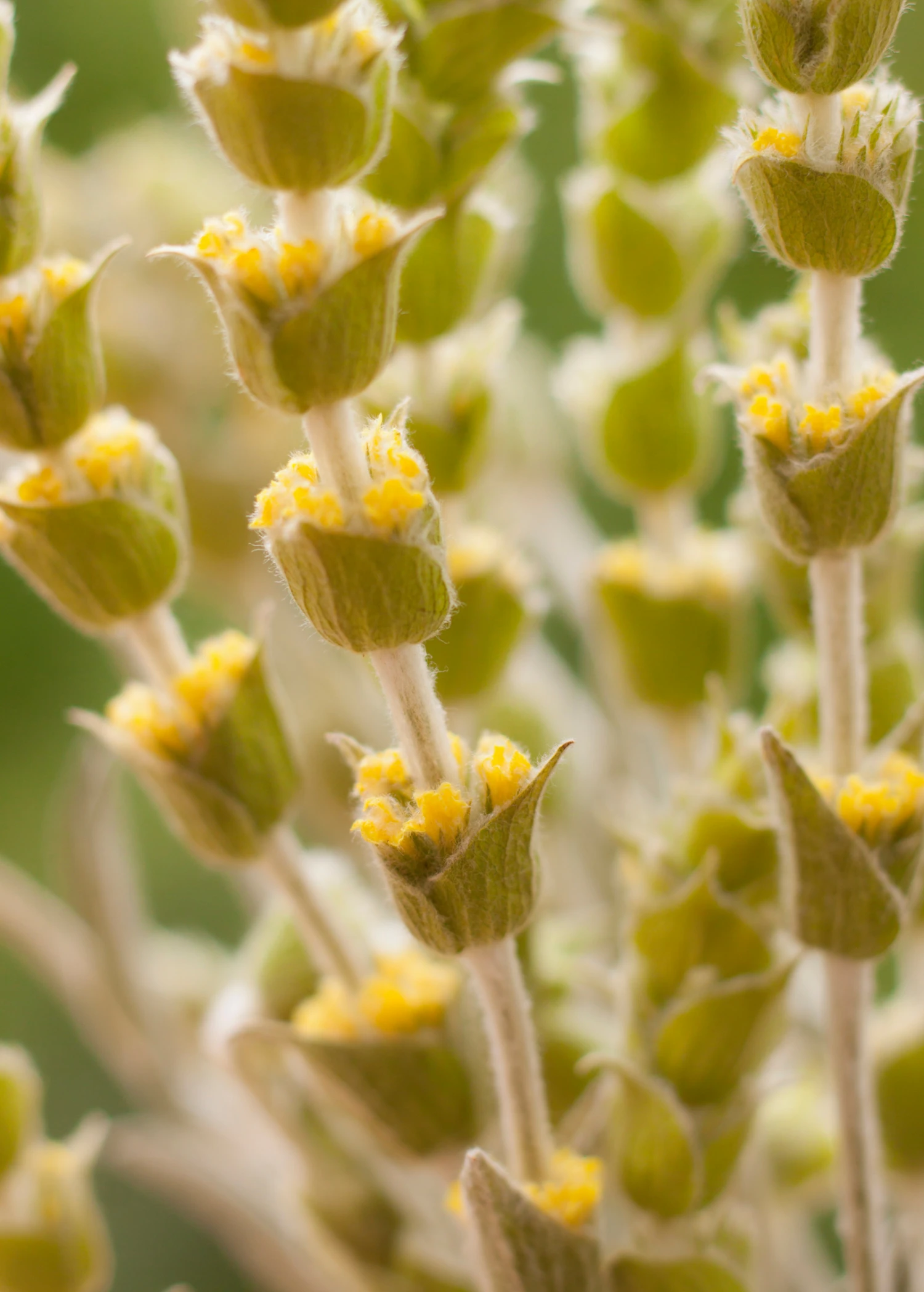 Greek Mountain Tea (Sideritis Scardica) 2 Greek Mountain Tea (Sideritis Scardica) - Image 2
