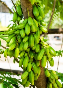 Bilimbi (Averrhoa Bilimbi) -Plant Seed Store Sow Exotic Plant Nursery Averrhoabilimbi 1
