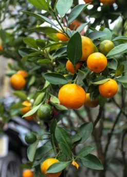 Calamondin (Citrus × Citrofortunella Microcarpa) -Plant Seed Store Sow Exotic Plant Nursery Calamondin