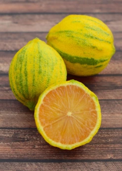 Variegated Pink Lemon (Citrus × Limon) -Plant Seed Store Sow Exotic Plant Nursery Variegated Pink Lemon 2