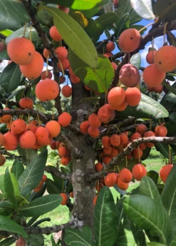 Imbe (Garcinia Livingstonei) -Plant Seed Store Sow Exotic Plant Nursery imbe