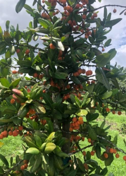 Imbe (Garcinia Livingstonei) -Plant Seed Store Sow Exotic Plant Nursery imbe 1