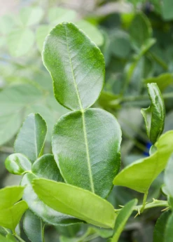 Kaffir, Makrut Lime (Citrus Hystrix)