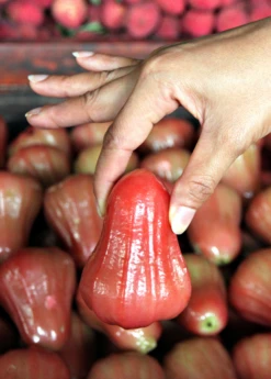 Malay Apple (Syzygium Malaccense) -Plant Seed Store Sow Exotic Plant Nursery redmalayappleSyzygiummalaccense 3