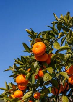 Satsuma Mandarin (Citrus Unshiu) -Plant Seed Store Sow Exotic Plant Nursery satsuma
