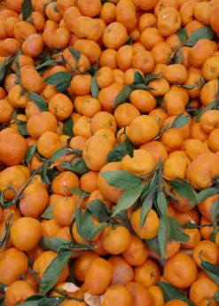 Satsuma Mandarin (Citrus Unshiu) -Plant Seed Store Sow Exotic Plant Nursery satsuma 2