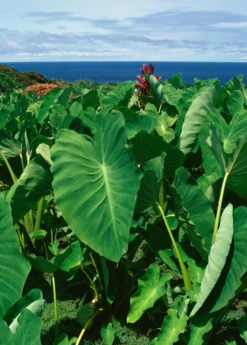 Taro 'Chinese Bun Long' (Colocasia Esculenta)