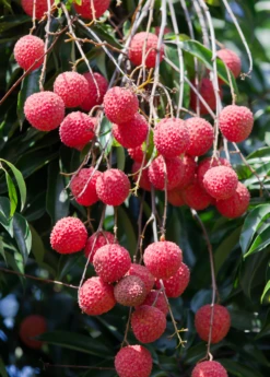 Lychee 'Sweetheart' (Litchi Chinensis) -Plant Seed Store SweetheartLycheesowexoticplantNursery